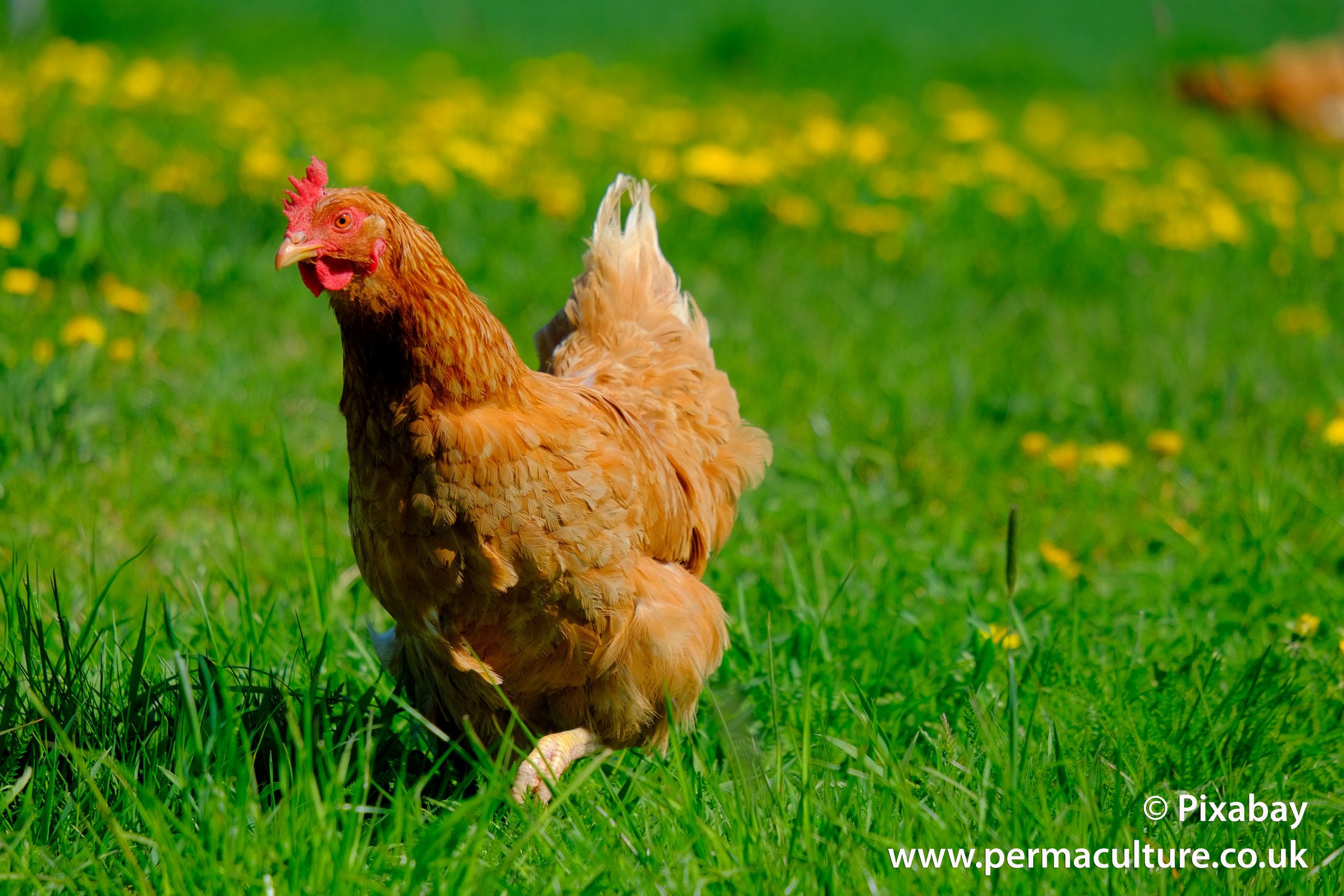 How to Clip Chickens Wings for Beginners