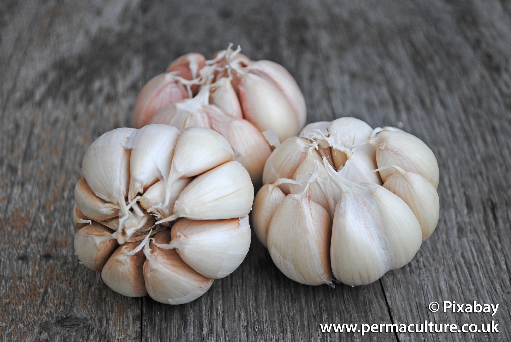 Get Rid of Pests with Garlic