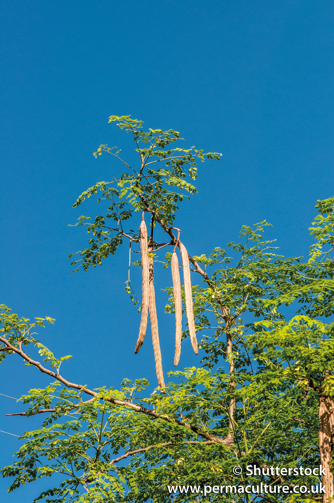 Amazing Moringa: Medicinal, Edible & Easy to Grow