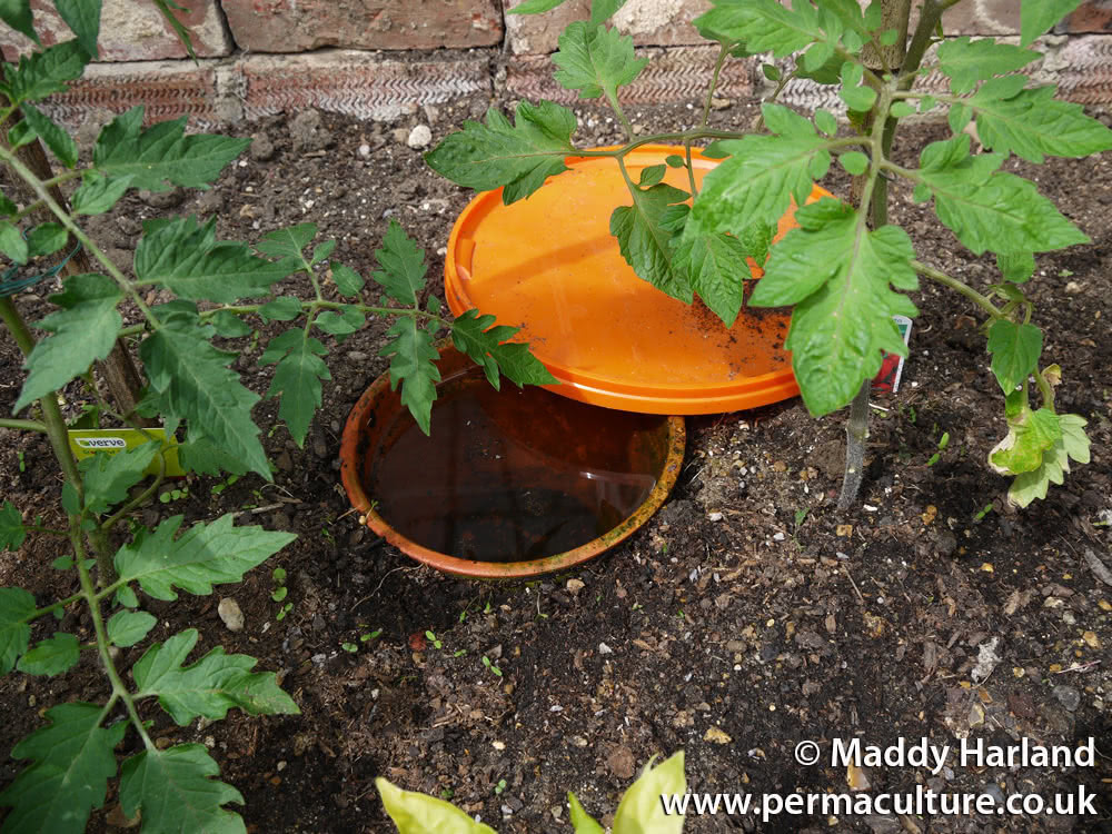 Clay Pot Irrigation – A Simple Adaptation of an Ancient Technique