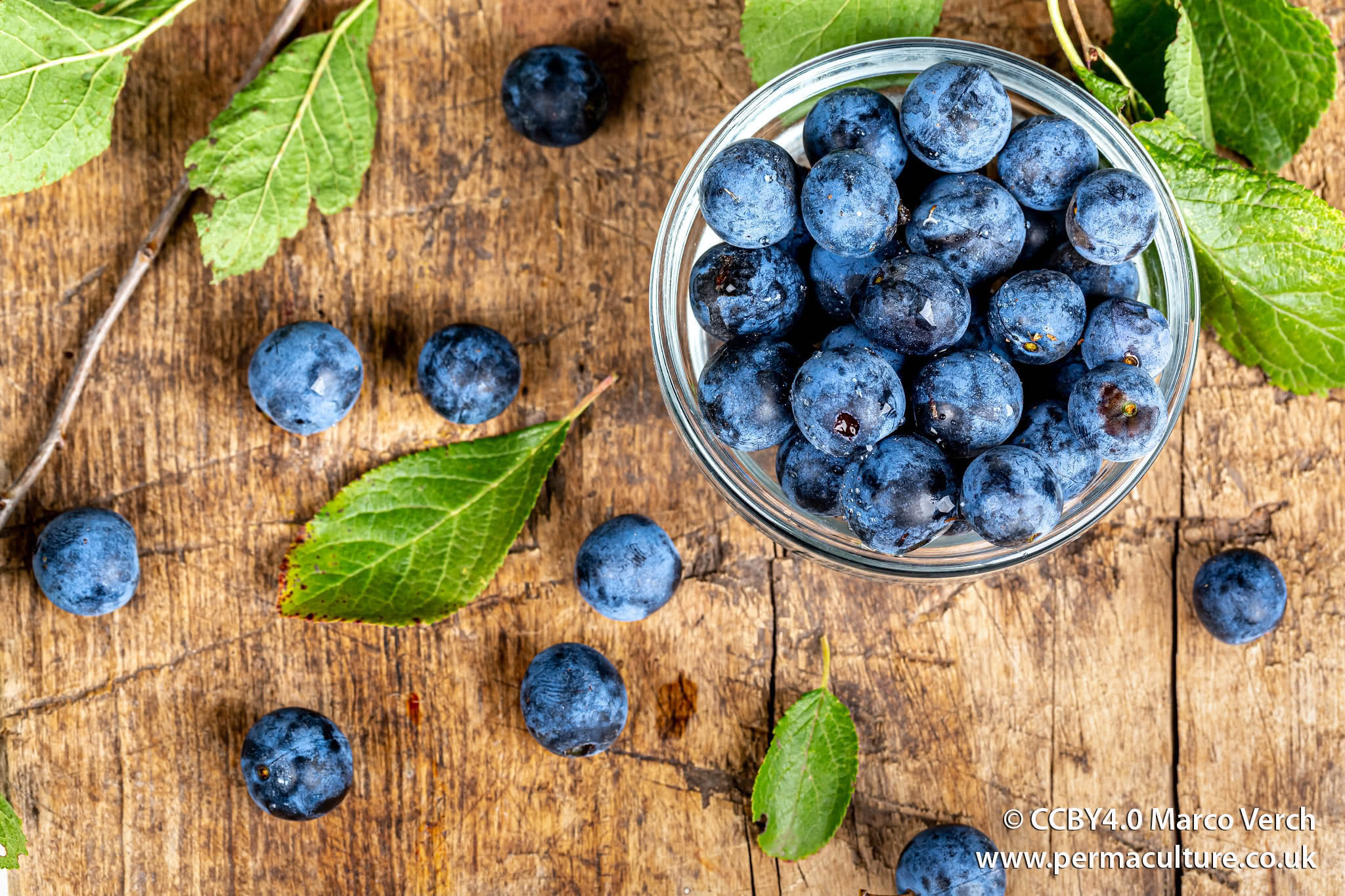 How to Make your own Sloe Gin