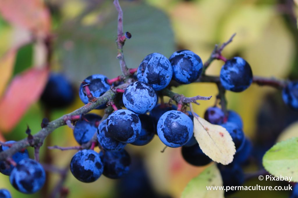 How to use Leftover Sloe Berries from Sloe Gin Sloe port and sloe