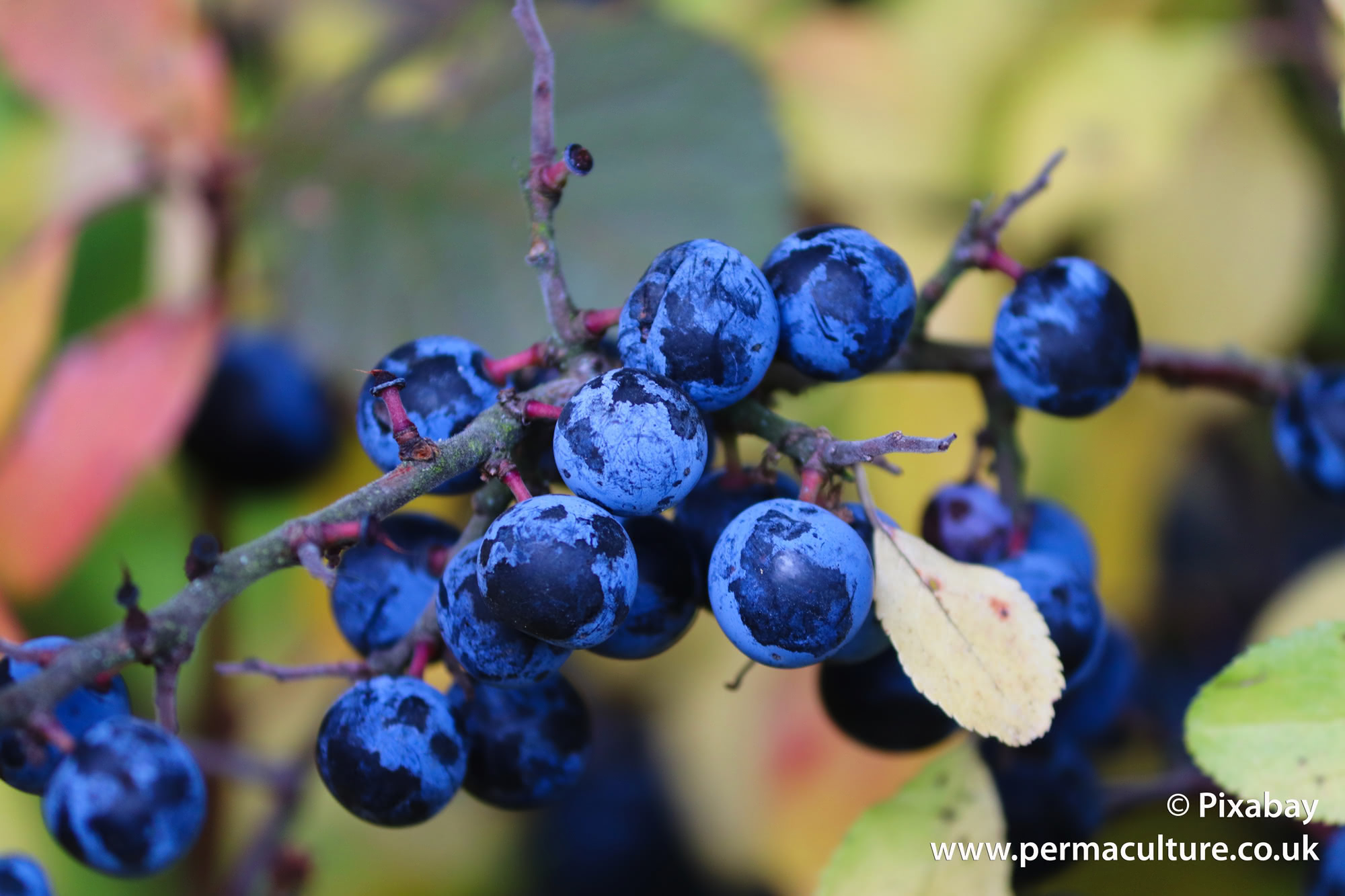 How to use Leftover Sloe Berries from Sloe Gin: Sloe port and sloe chocolate