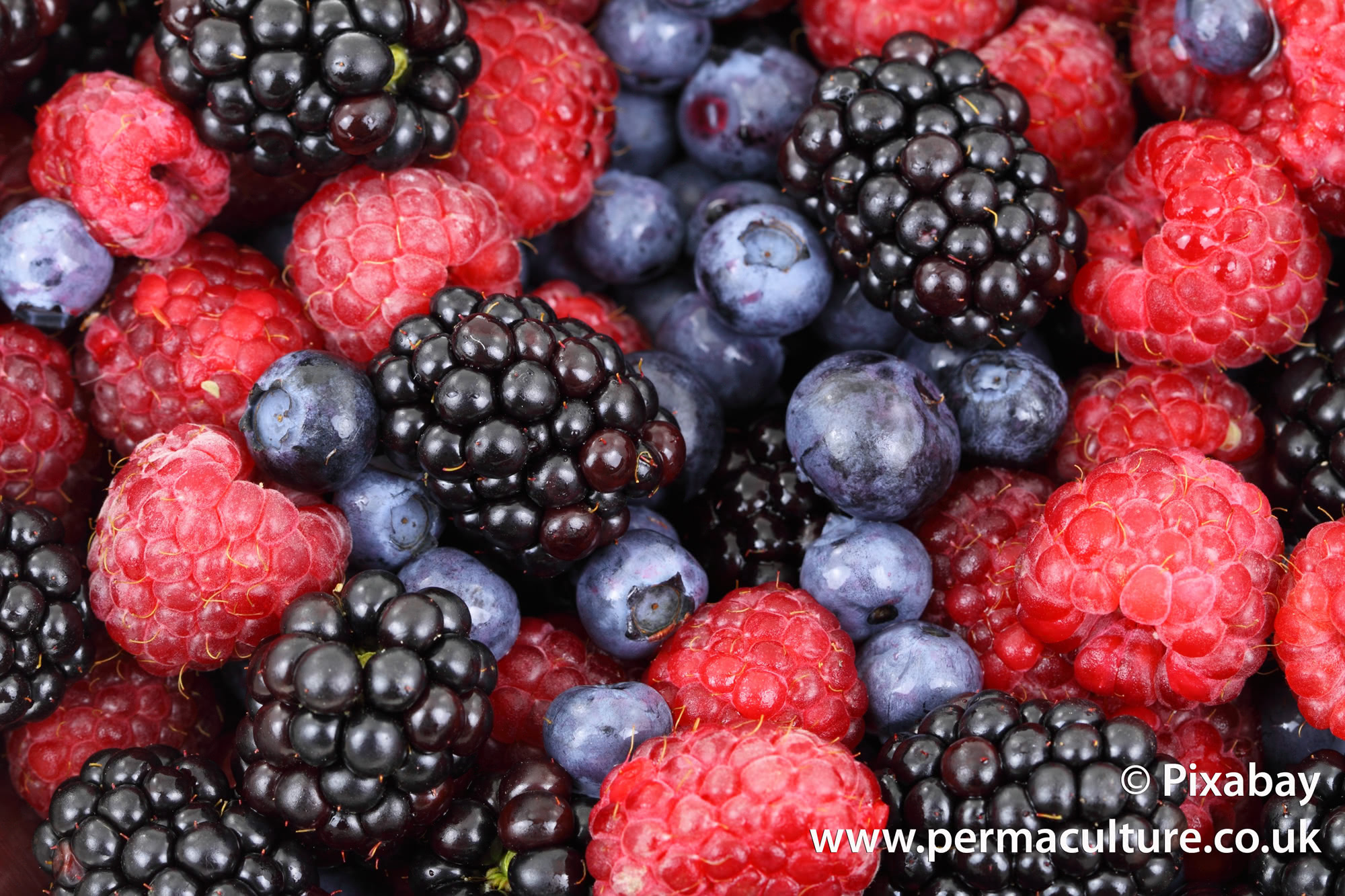 How to Make Fruit Cordials, Naturally