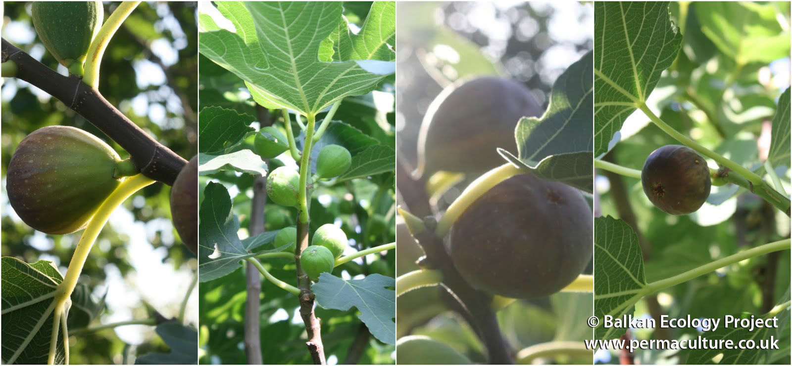 All You Need to Know About Figs – Ficus carica