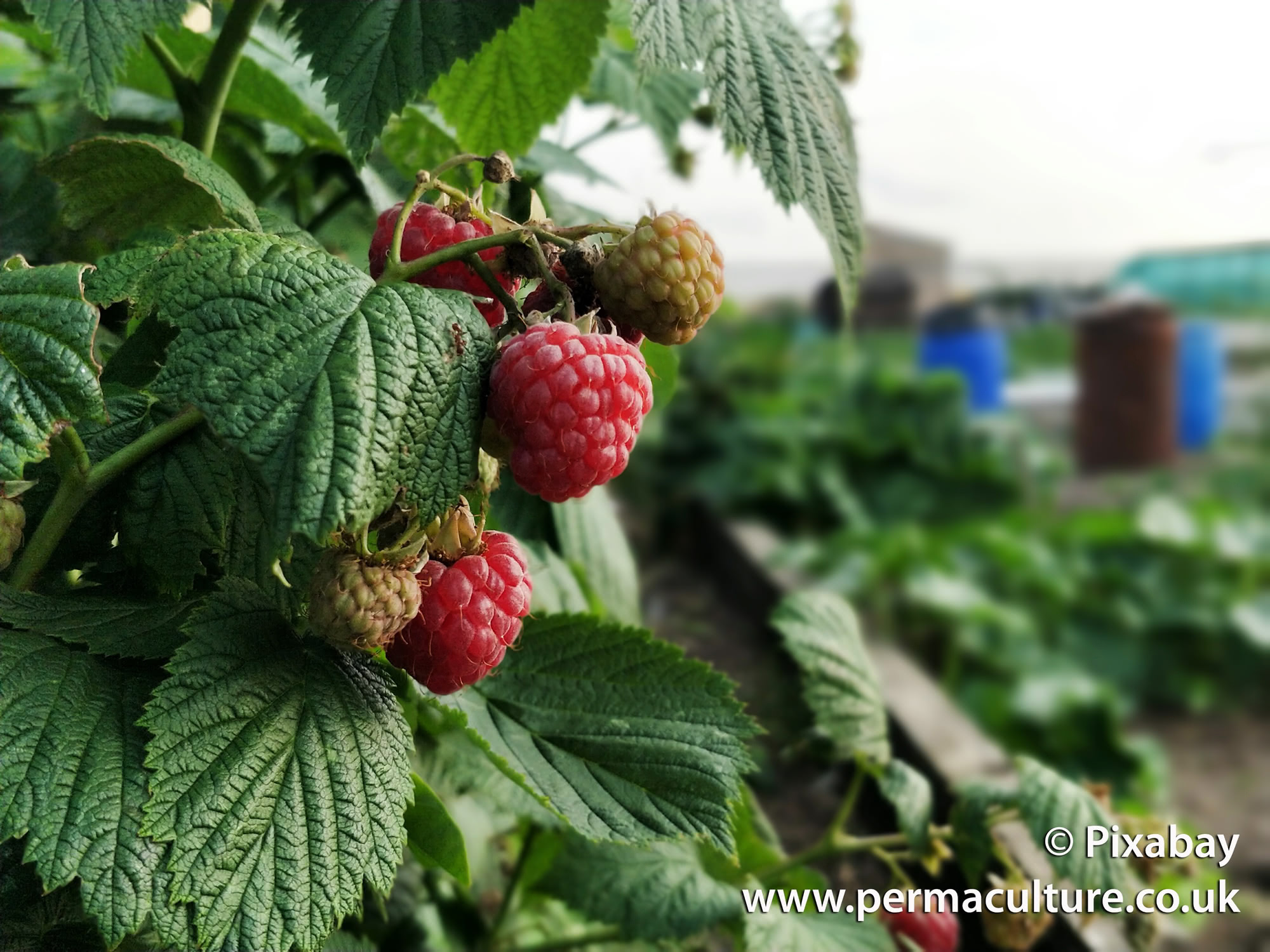 Beginner’s Guide to Growing Raspberries