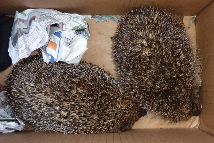 I introduced these hedgehogs in the garden. I decided not to name them. They are wild animals and need to remain wild.