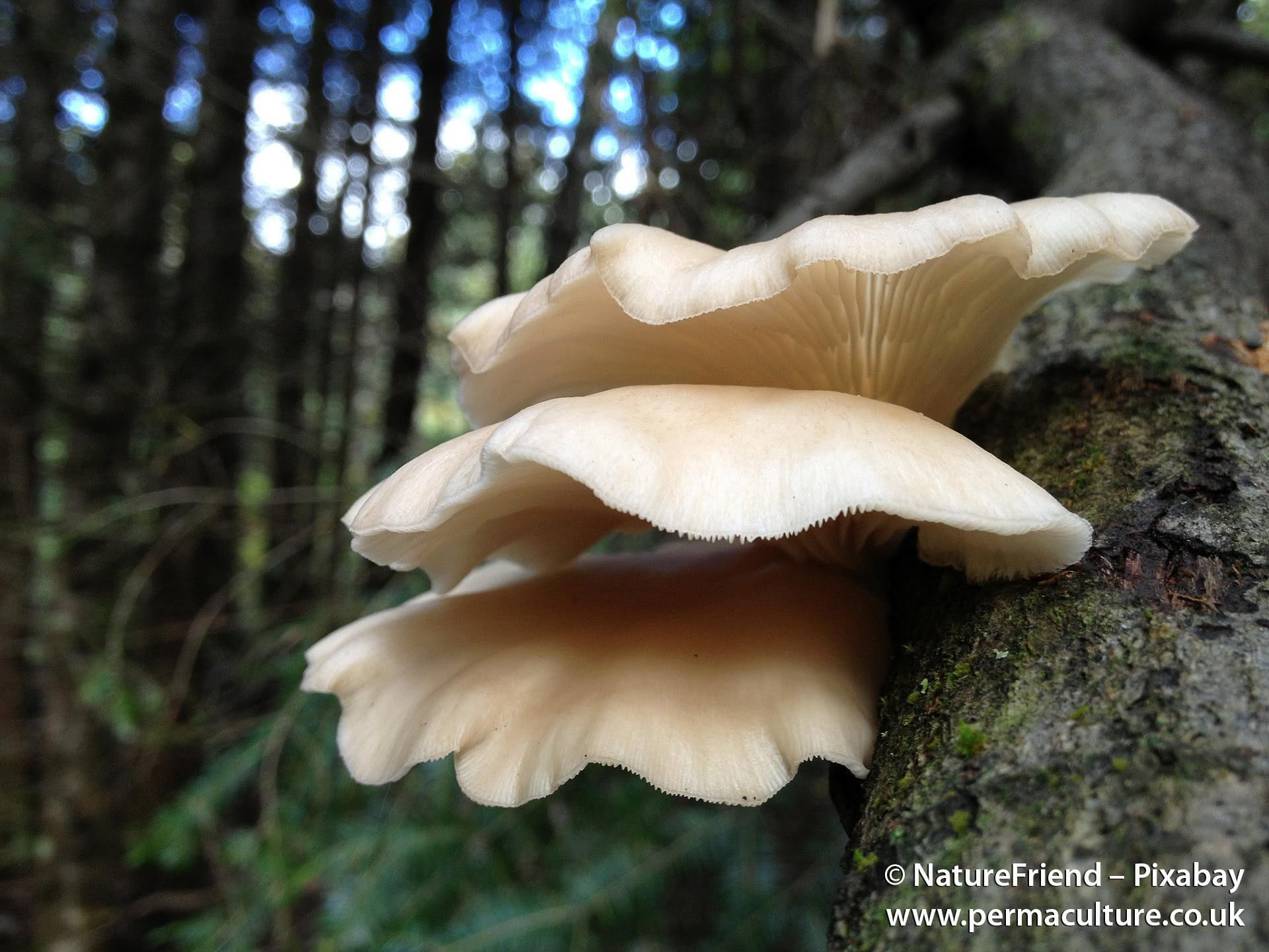 How to Harvest, Dry and Store Oyster Mushrooms