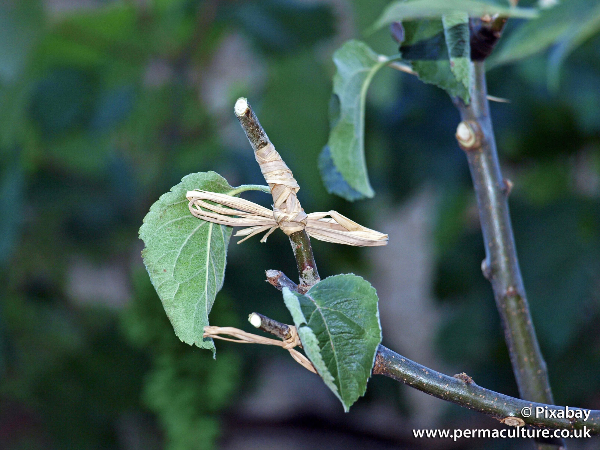 Beginner’s Guide to Propagating Fruit