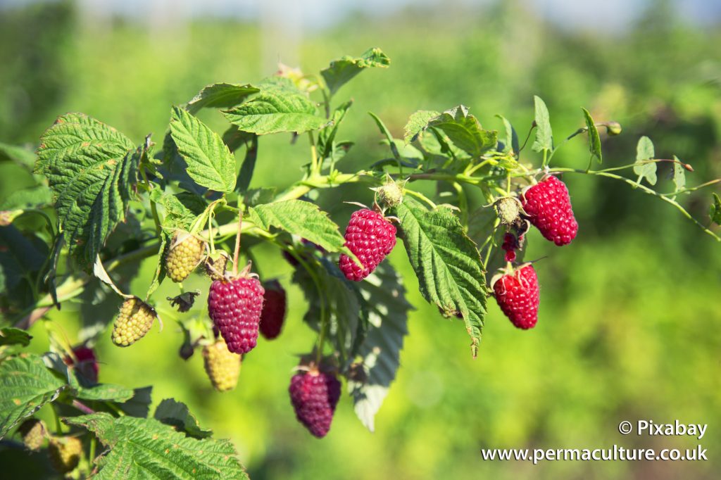 Pruning Raspberries with Patrick Whitefield - Permaculture