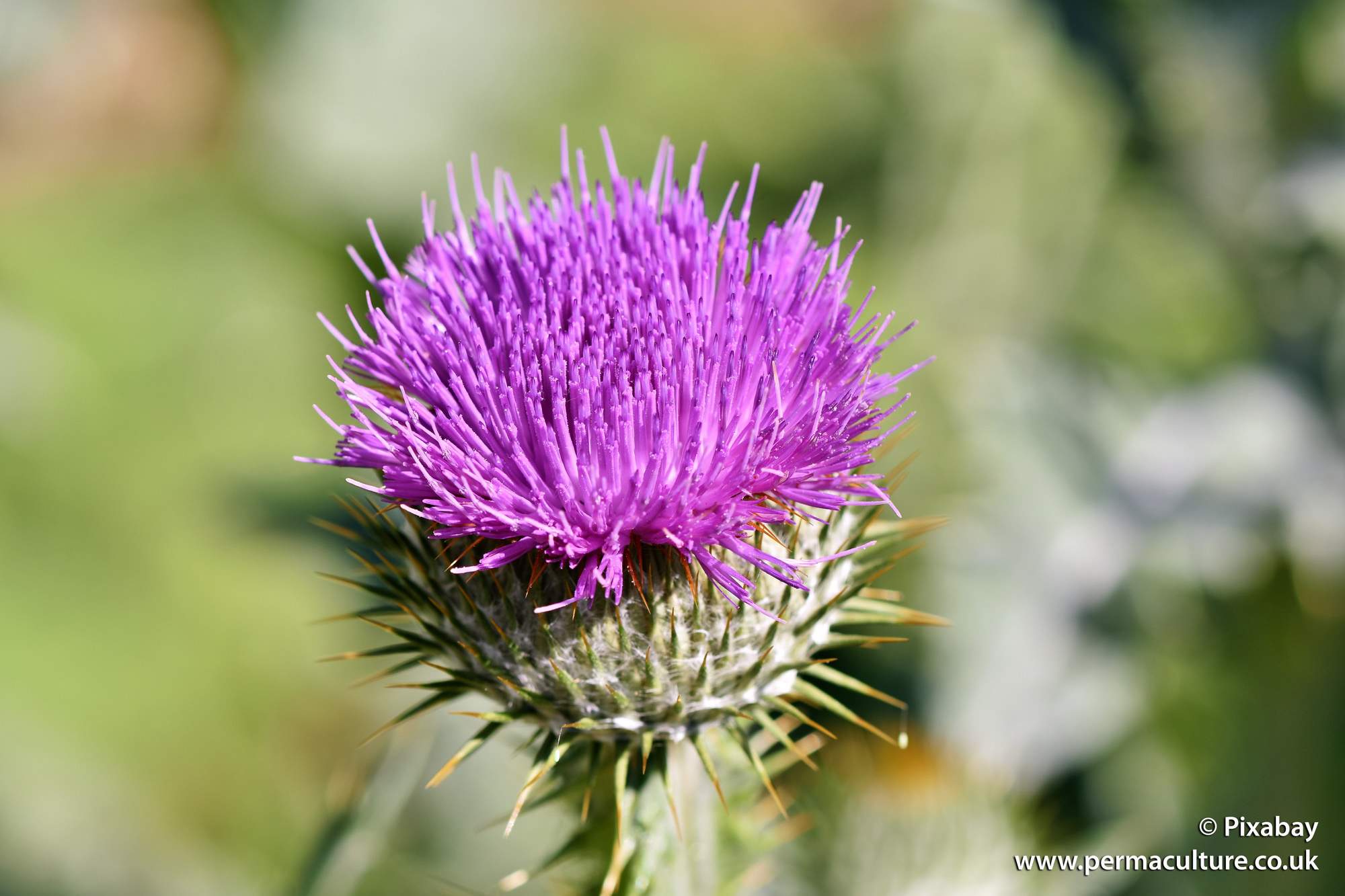 Thistles: A Highly Nutritious and Medicinal Weed