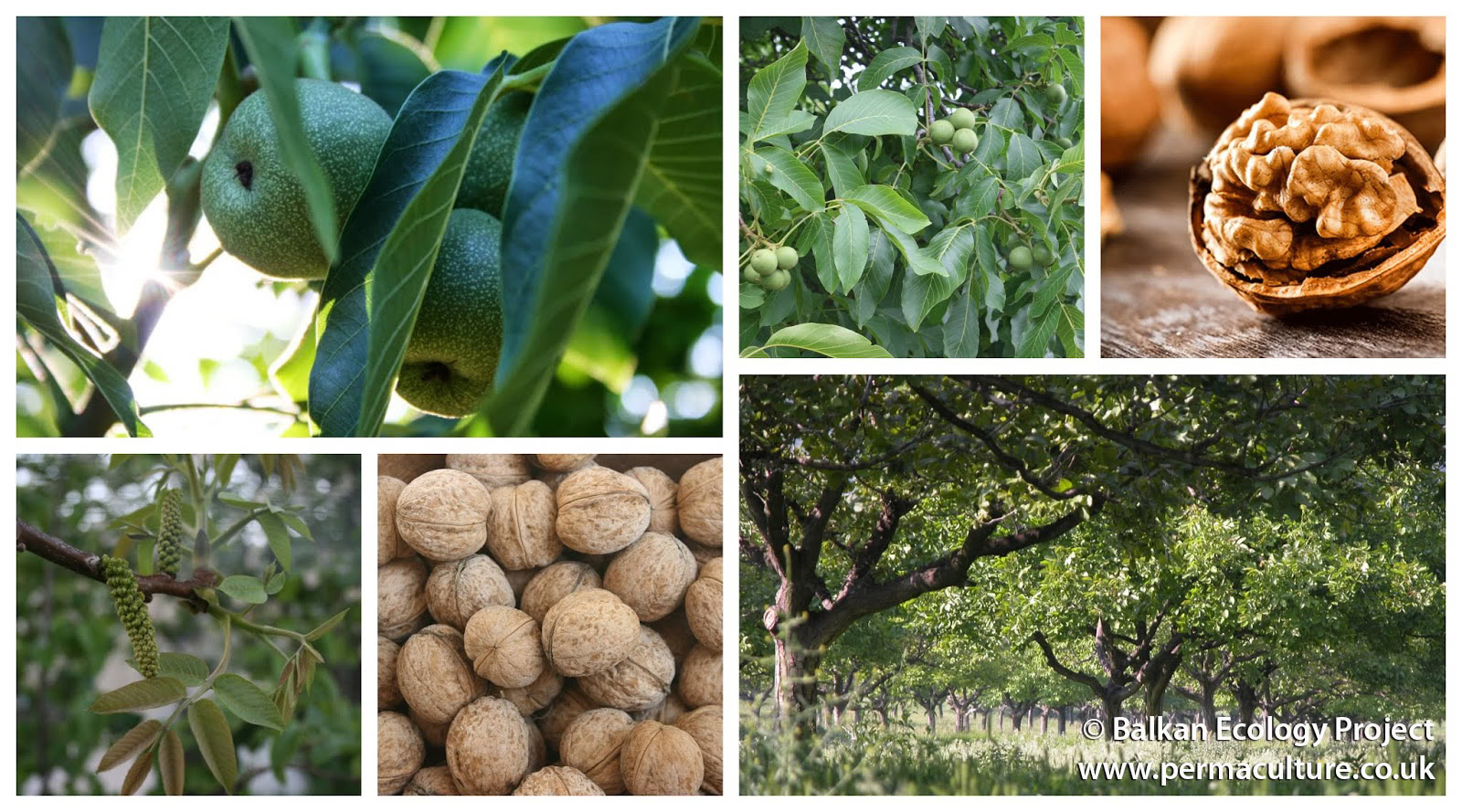 Why You Should Grow Walnuts (Juglans regia)