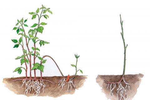 Drawing of the increase by subsidence 