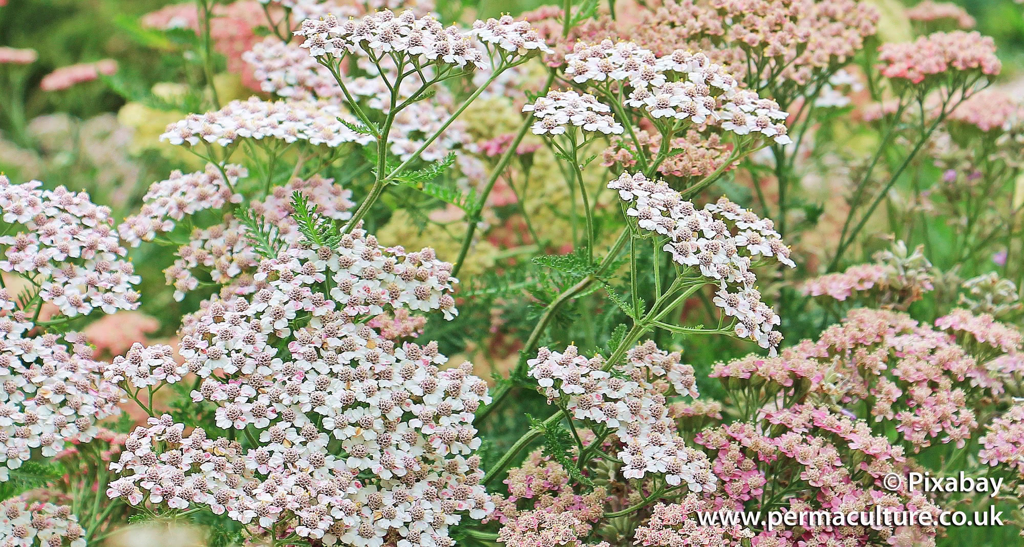 Yarrow and its Medicinal Benefits