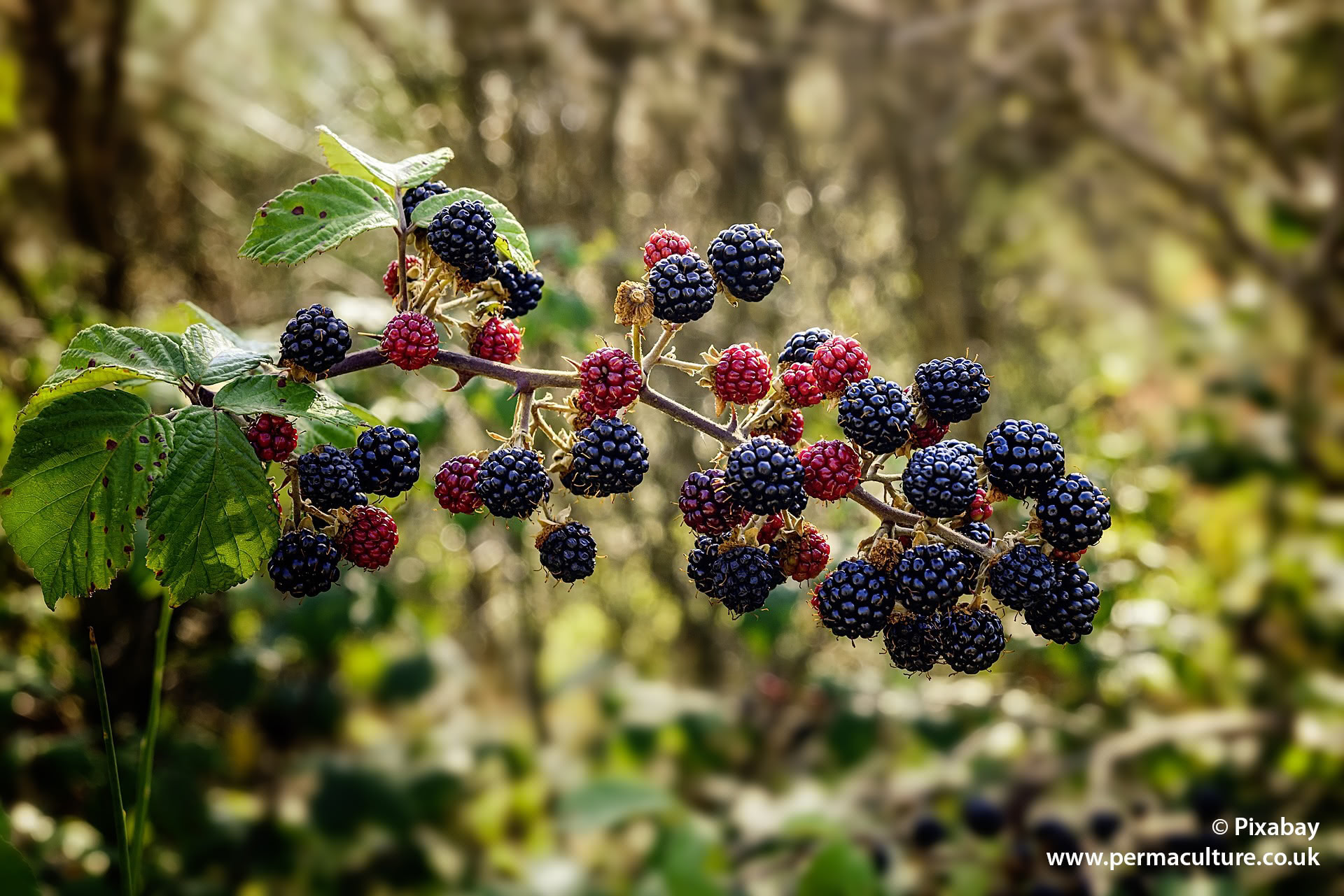 How to Make Blackberry Liqueur