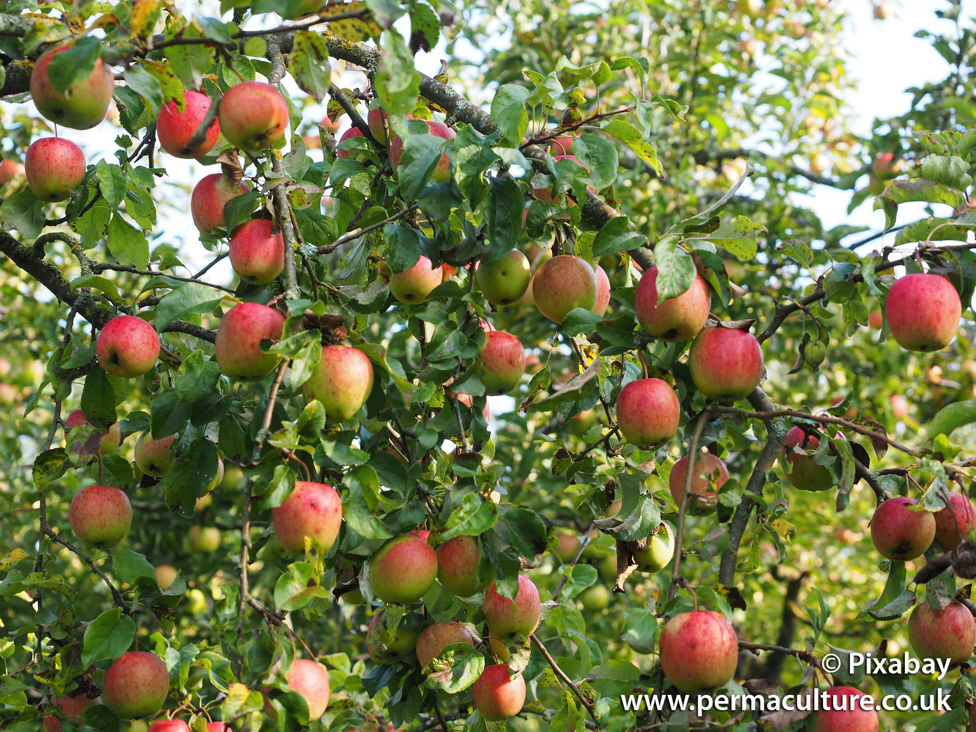 Planting Fruit Trees – Part 2 – Which Variety?