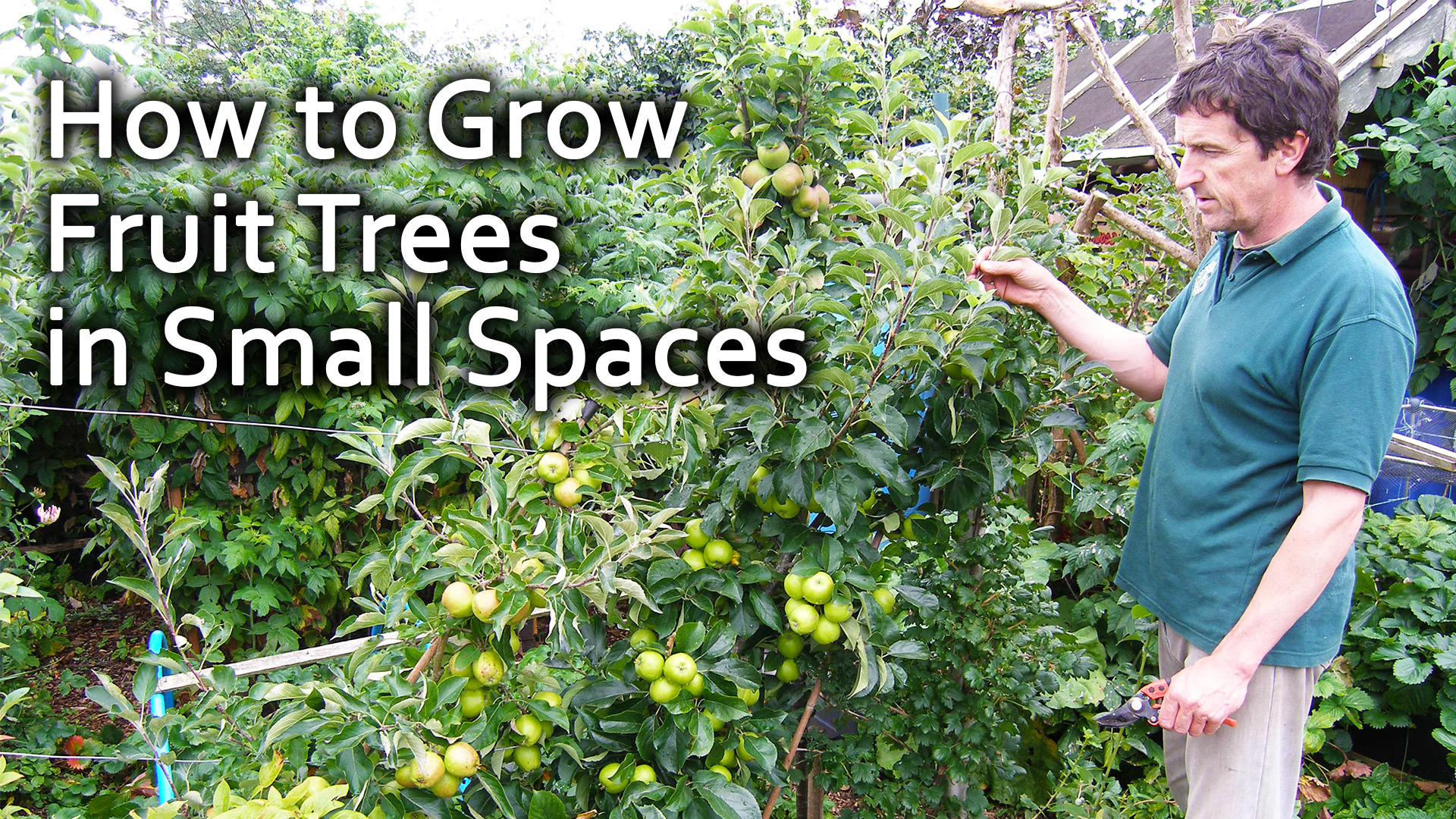 How to Grow Fruit Trees in Small Spaces