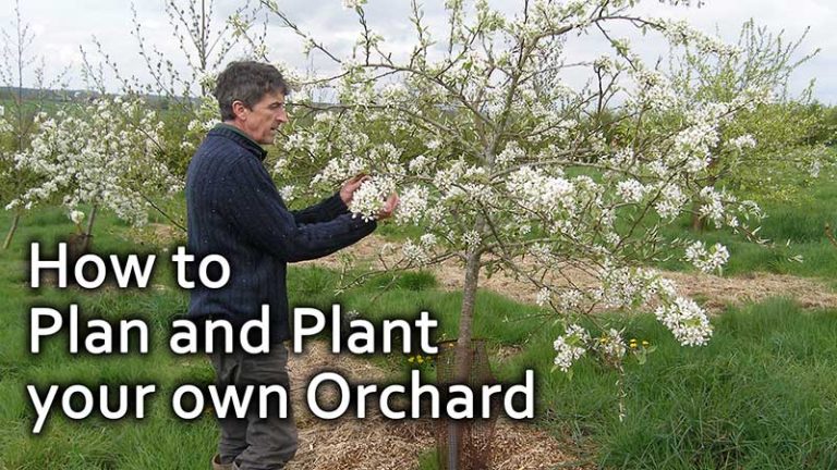 How to Plan and Plant your own Orchard