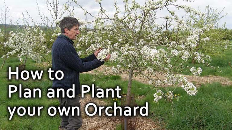 How to Plan and Plant your own Orchard