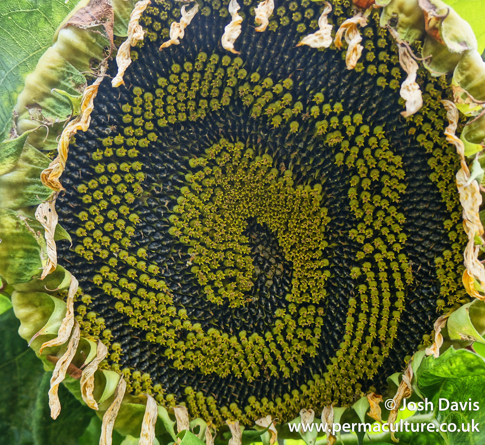 Design Your life With Permaculture: 7. Design from Patterns to Details