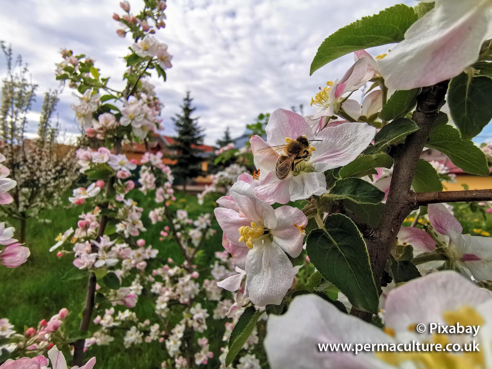 Pollinators in the Orchard