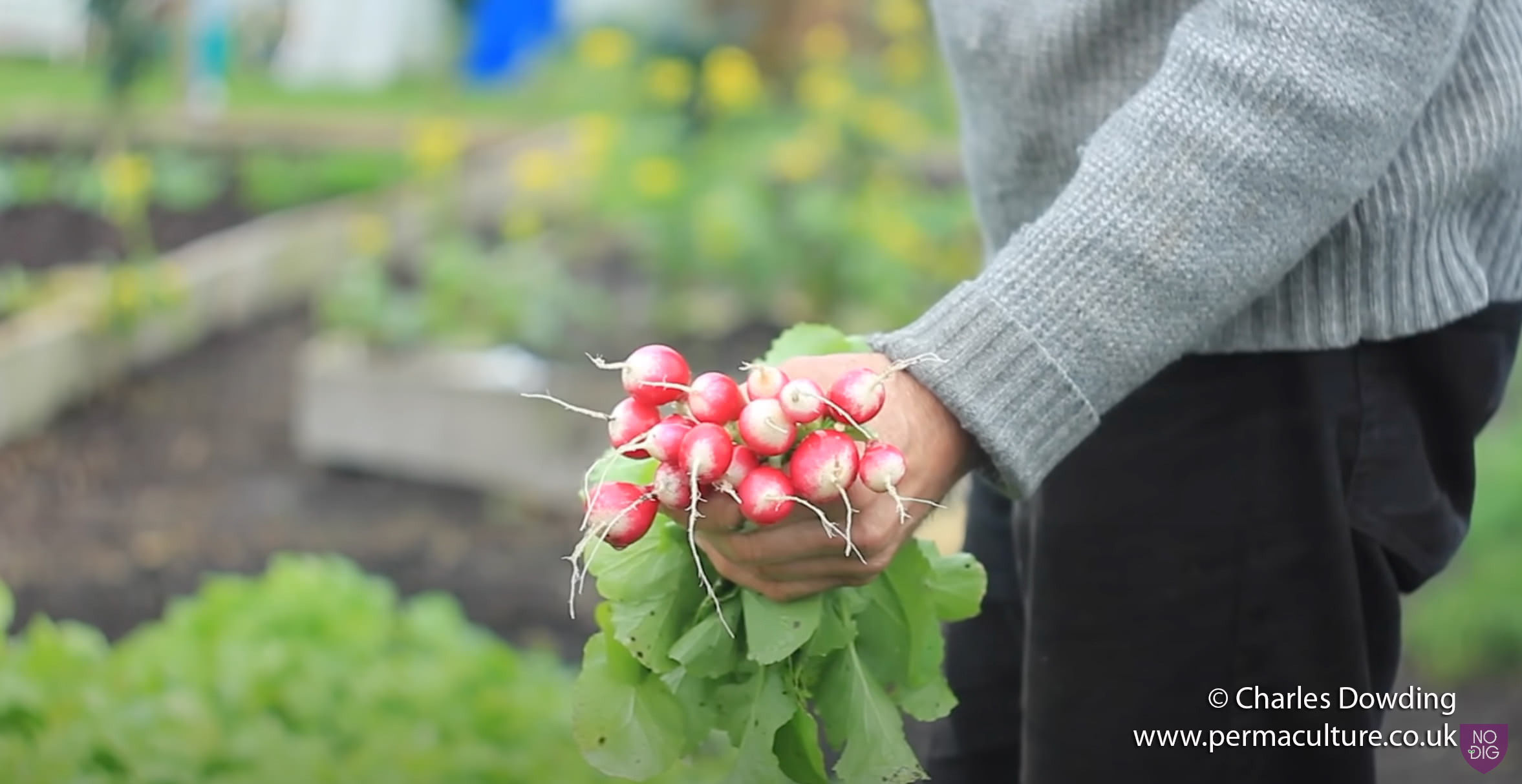 Charles Dowding: How to Get the Best Harvests