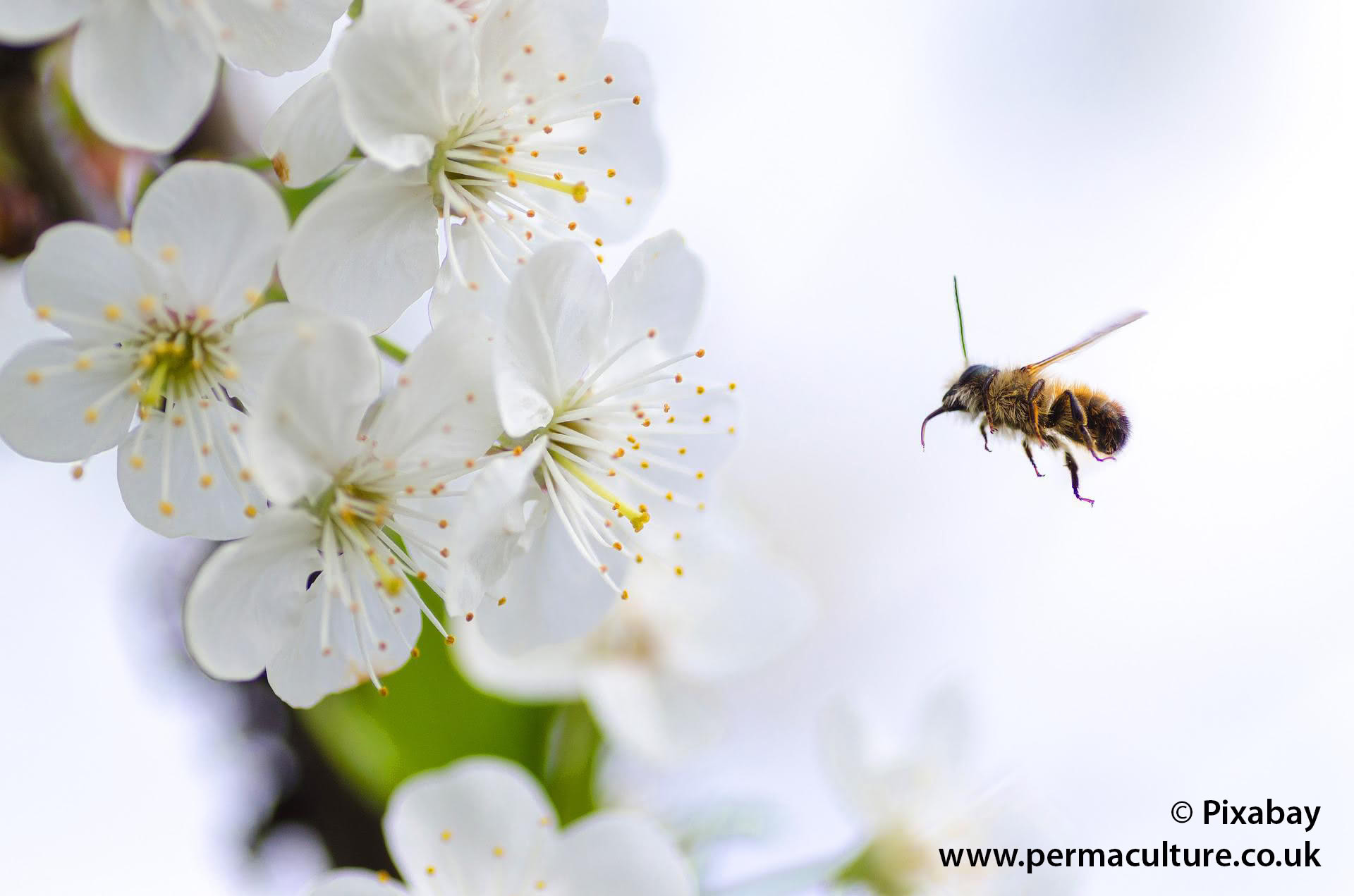 The Early Polleniser Polyculture: Plant for Bees