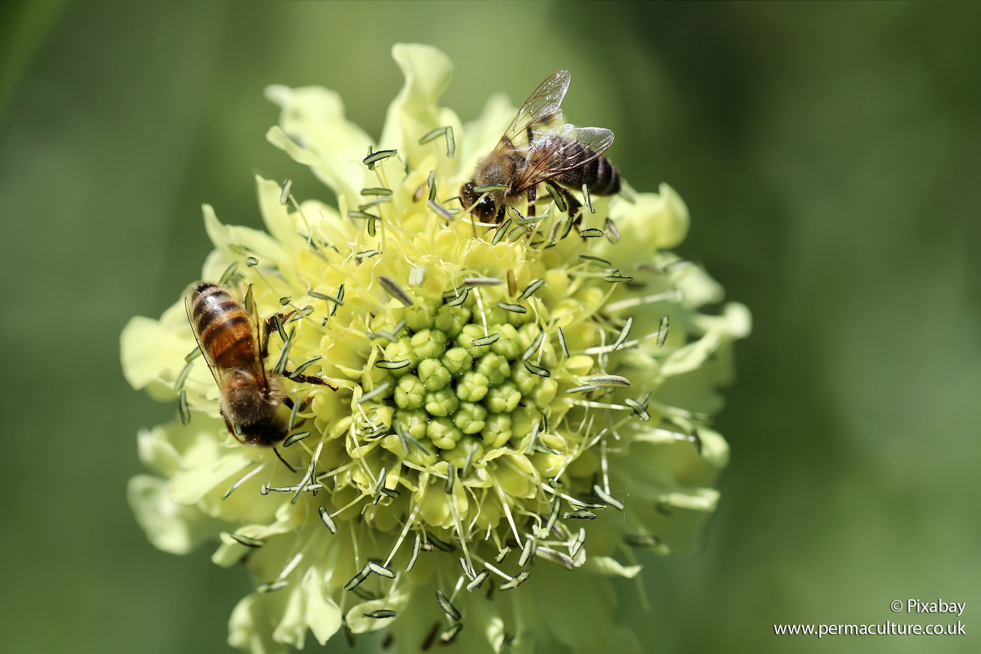 Growing Wild Flowers