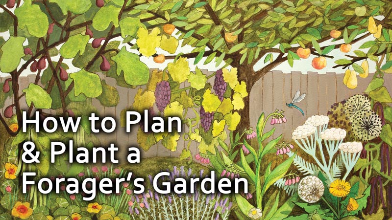 How to Plan & Plant a Forager’s Garden