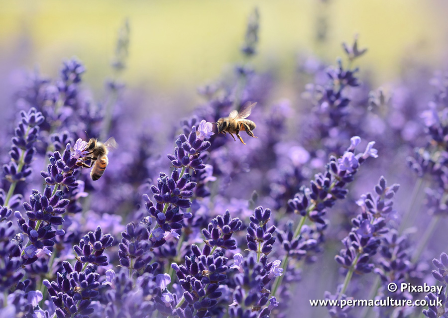 10 Easy Herbs to Grow for Bees