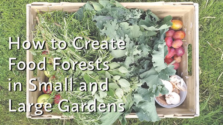 How to Create a Food Forest in any Sized Garden | Planning, growing & cooking a forest garden