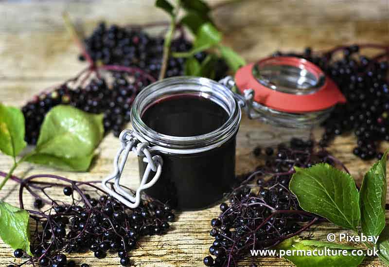 Medicinal uses for Elder (Sambucus)