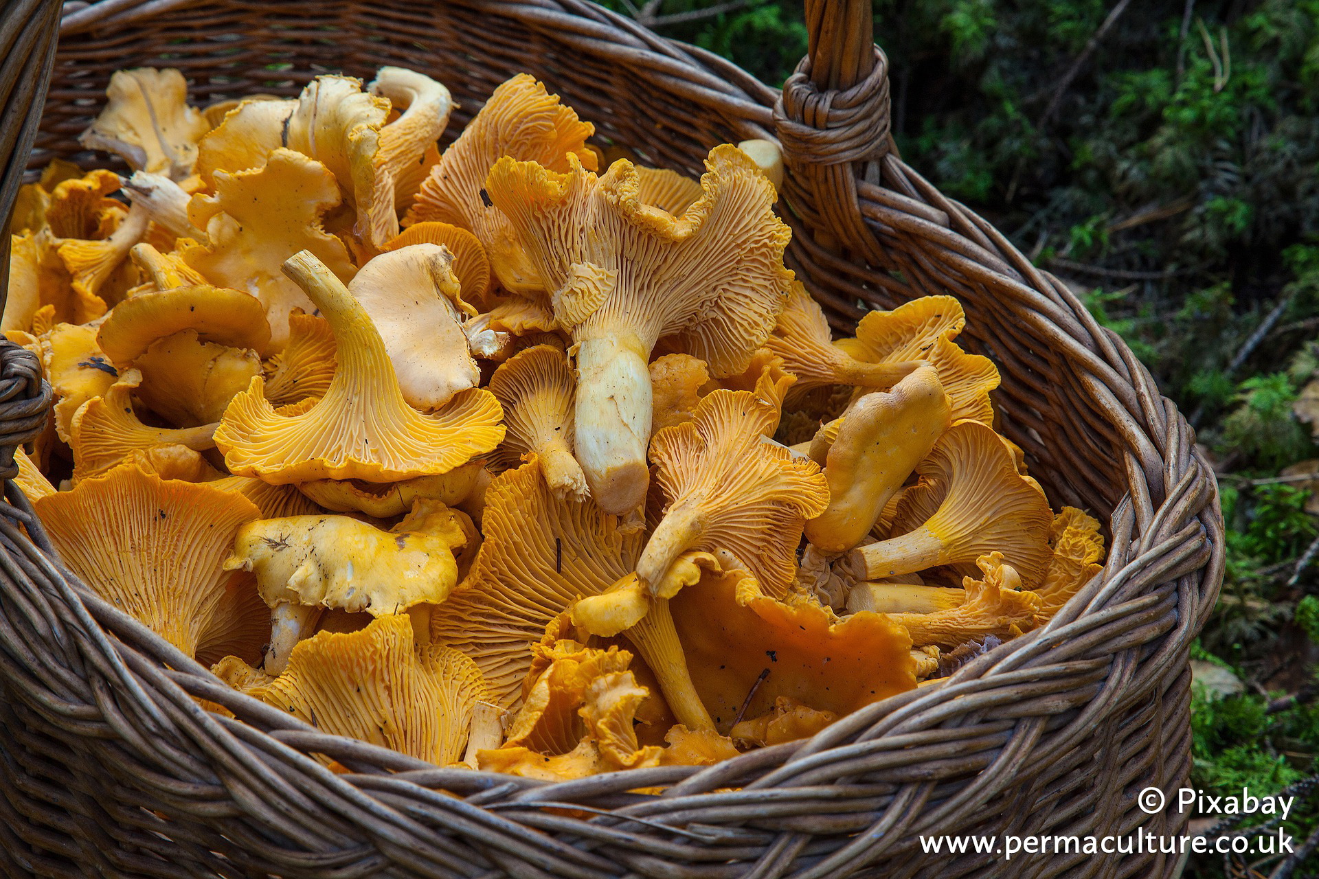 A Guide to Mushroom Foraging