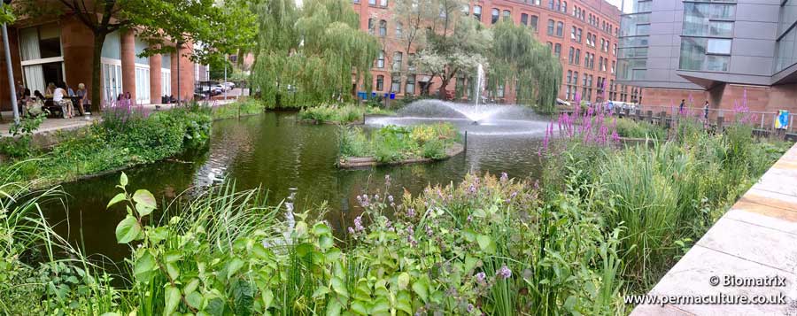 Using Floating Ecosystems to Clean Waterways