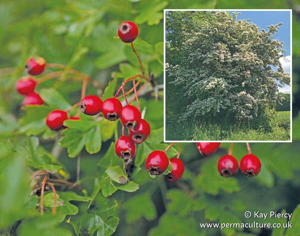 Everything You Need to Know About Hawthorn (Crataegus monogyna)