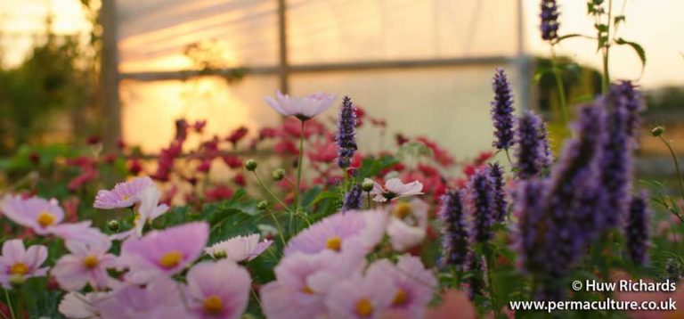 One-Year-Old Veg & Flower Garden