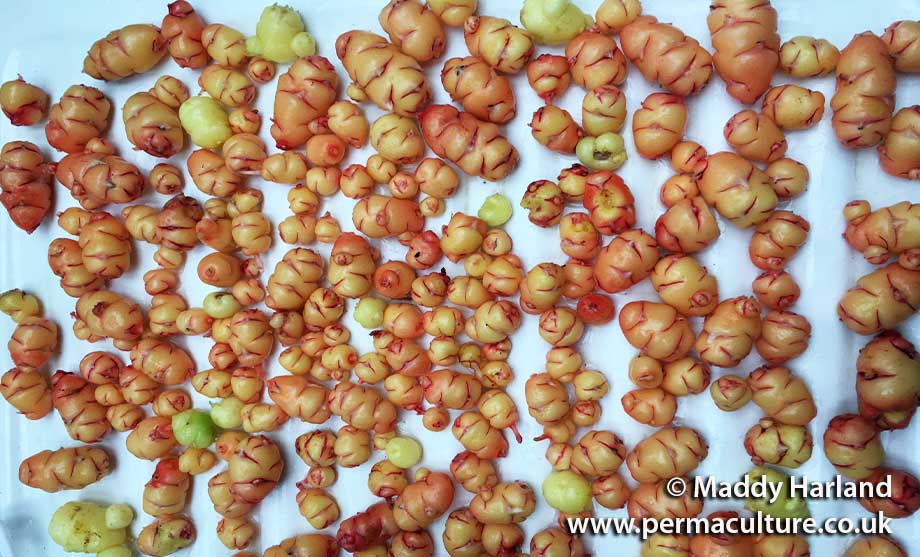 How to Grow, Store and Eat Oca