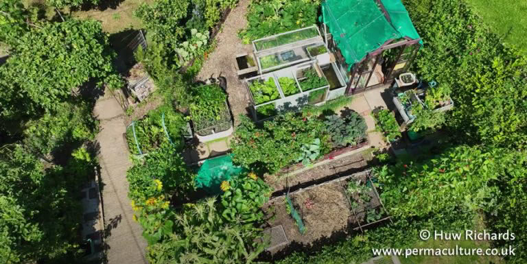 Tiny and Abundant Backyard Kitchen Garden