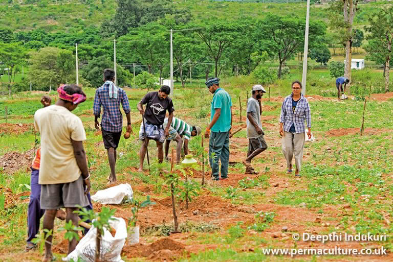 Permaculture Tools to Transform Soil: mulch, green manure, compost & multi-cropping