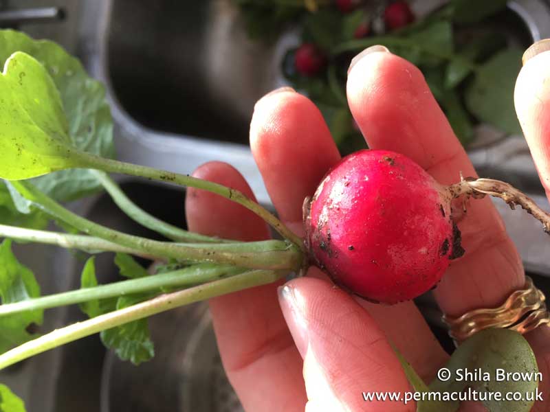 Small and Slow Solutions – how a radish saved my life