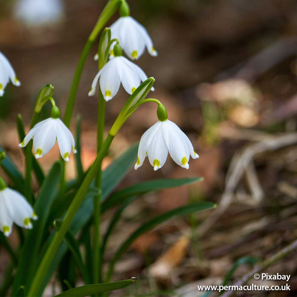 Living in Tune with the Seasons – Imbolc – January into February