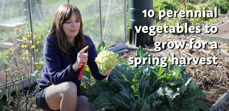10 Perennial Veggies for Spring Harvests