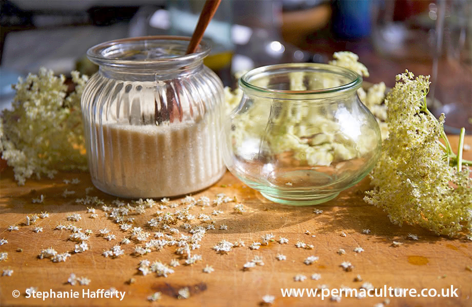 5 Elderflower Recipes