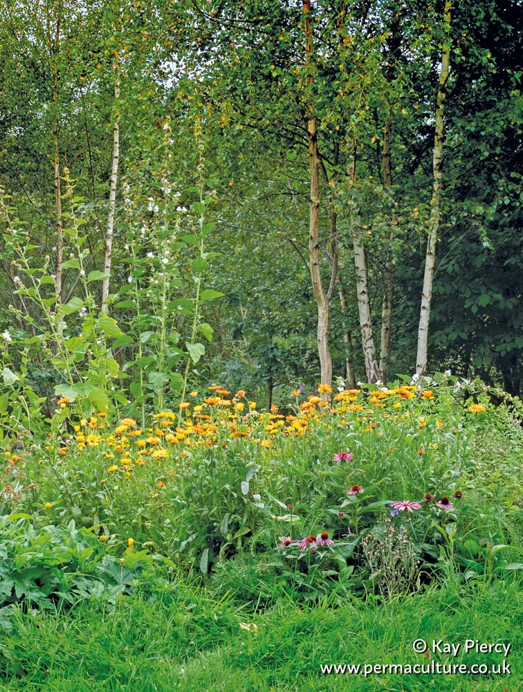 Recipes from the Medicinal Forest Garden