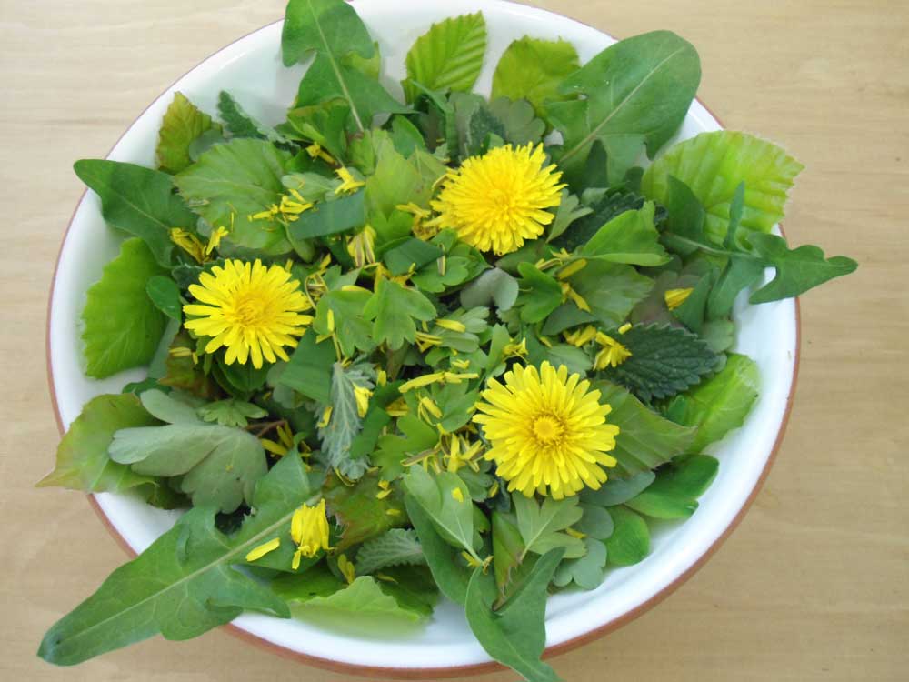 A salad of beech, columbine, hawthorn, applemint and dandelion