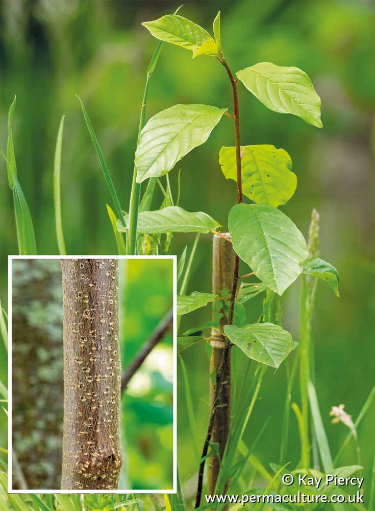 Alder Buckthorn (Frangula alnus) and its Medicinal Benefits