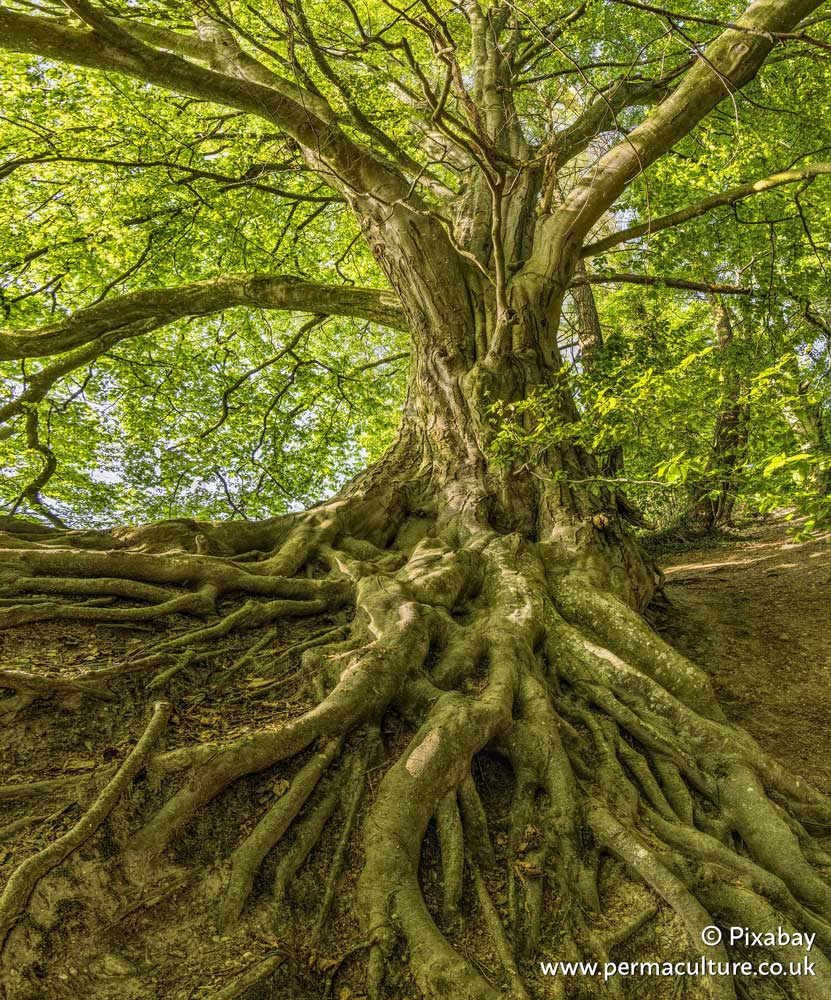 The Signature Picture of Beech Trees and Recipes