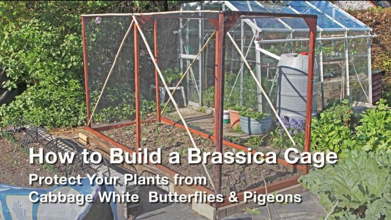 How to Build a Brassica Cage