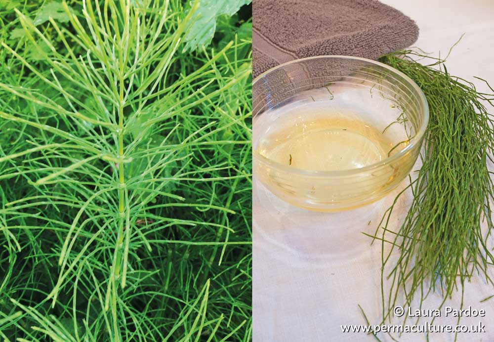 Natural Skincare Recipes with Horsetail (Equisetum arvense)