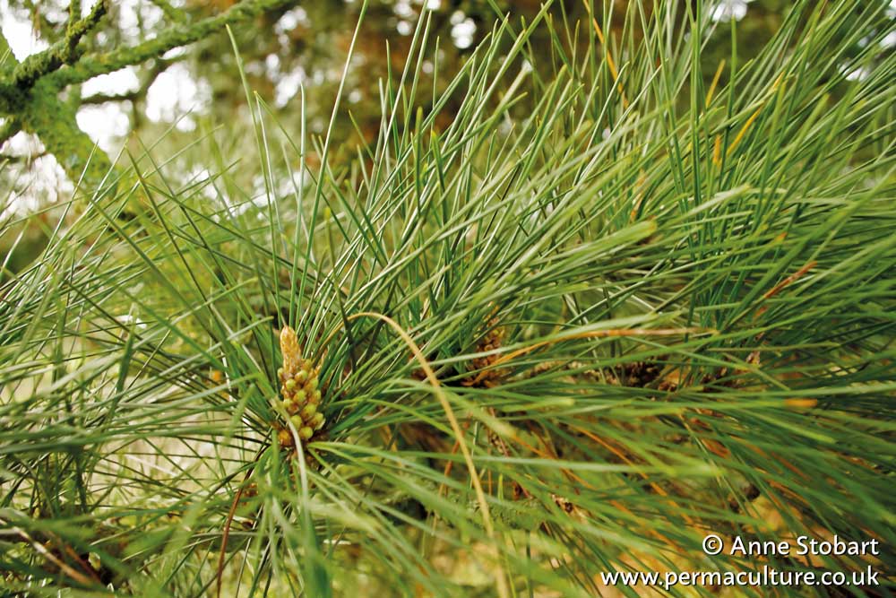 Scots Pine (Pinus sylvestris): how to grow your own medicine